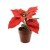 Vasetto Poinsetia 14cm -Offerte Natale Negozio 0012693 vasetto poinsetia 14cm