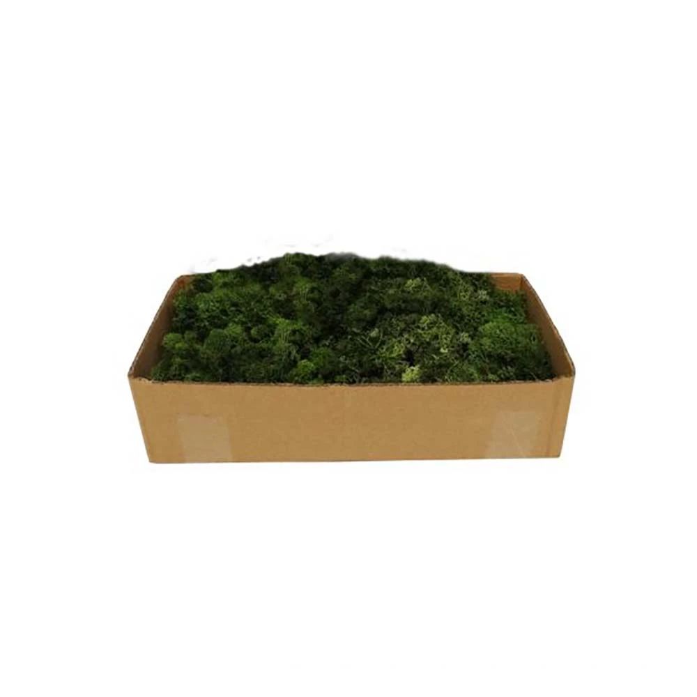 My Village Muschio Lichene Verde Per Villaggio Natalizio E Presepe 500g 3 My Village Muschio Lichene Verde Per Villaggio Natalizio E Presepe 500g