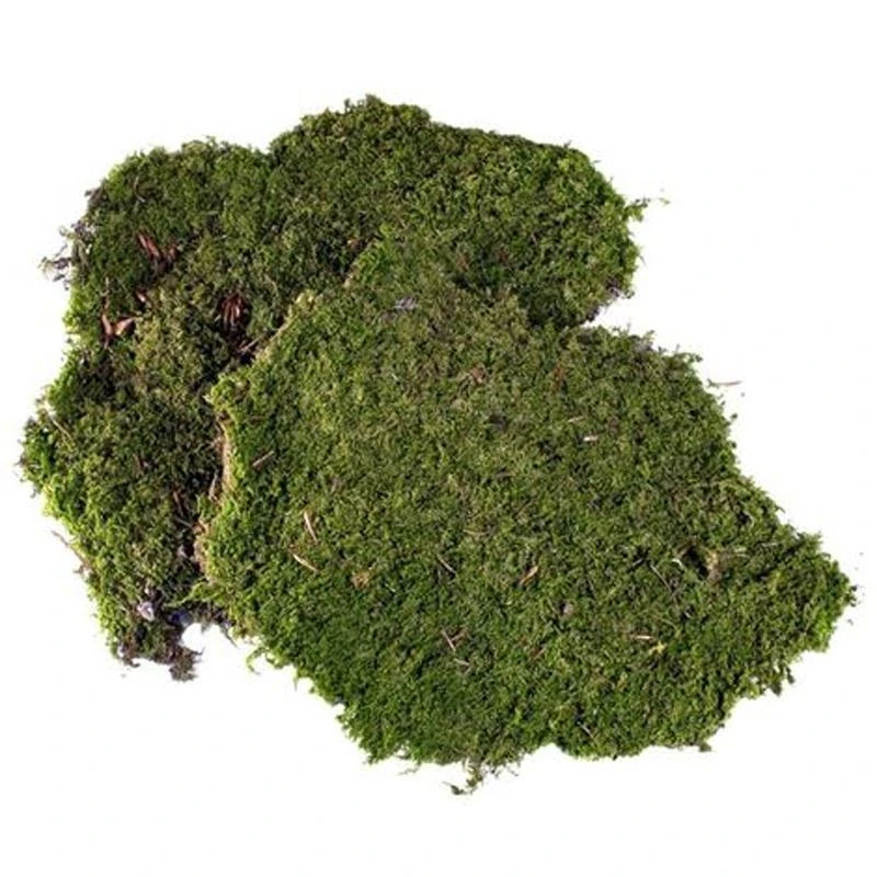 Muschio Soffice Per Presepi E Villaggi Natalizi 60gr 3 Muschio Soffice Per Presepi E Villaggi Natalizi 60gr